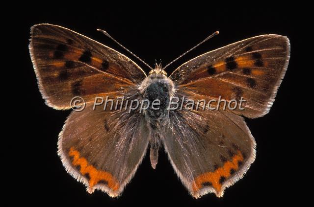 lycaena phlaeas 2 .JPG - Lycaena phlaeas (femelle)Cuivré communCommon CopperLepidoptera, LycaenidaeFrance